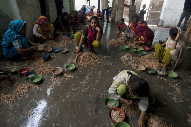 Pakistani girls, who work on daily wages, peel and clean shrimp to earn a living for their families in Karachi, Pakistan, Tuesday, August 25, 2015. (Photo by Shakil Adil/AP Photo)