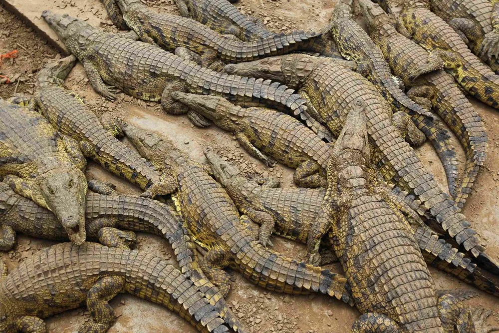 Thousands of Crocodiles Escape From Farm