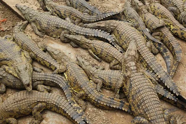 Thousands Of Crocodiles Escape From Farm