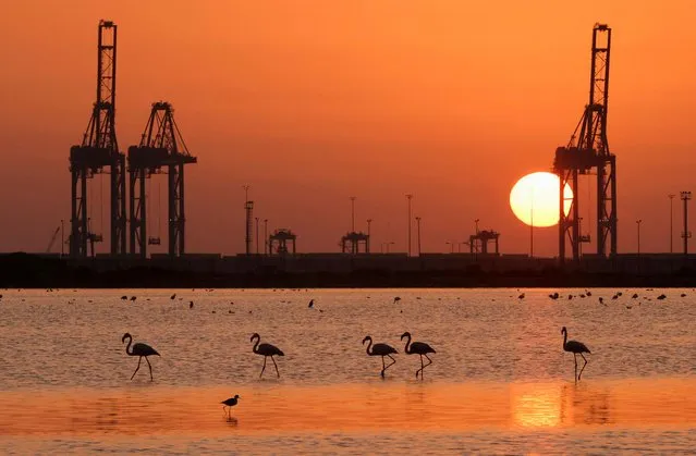 Migratory flamingos arriving from Europe are seen in Port Fouad Nature Reserve, on the outskirts of Port Said Governorate, Egypt on December 12, 2022. (Photo by Mohamed Abd El Ghany/Reuters)