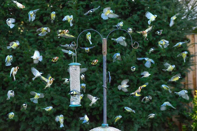 A composite picture of birds visiting a feeder over a period of 30 minutes in a garden in Hanbury, Burton-on-Trent, Staffordshire, England early January 2023. (Photo by John Eveson/Alamy Live News)