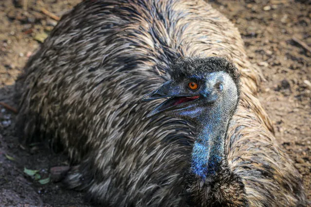 An emu (Dromaius novaehollandiae) rests in the Parque Lecocq, in Montevideo, Uruguay, 22 January 2023. (Photo by Raul Martinez/EPA/EFE)