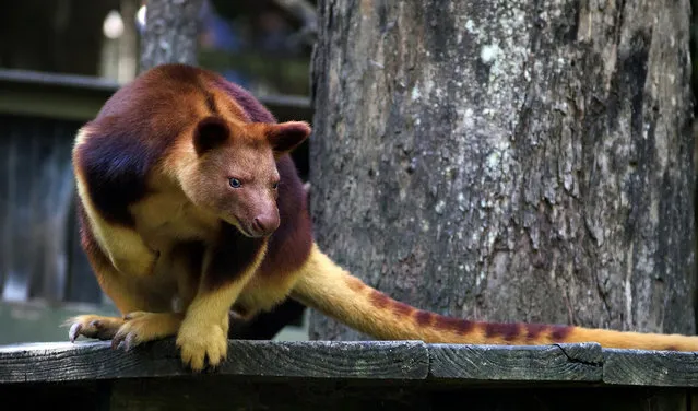 Goodfellow's Tree-Kangaroo