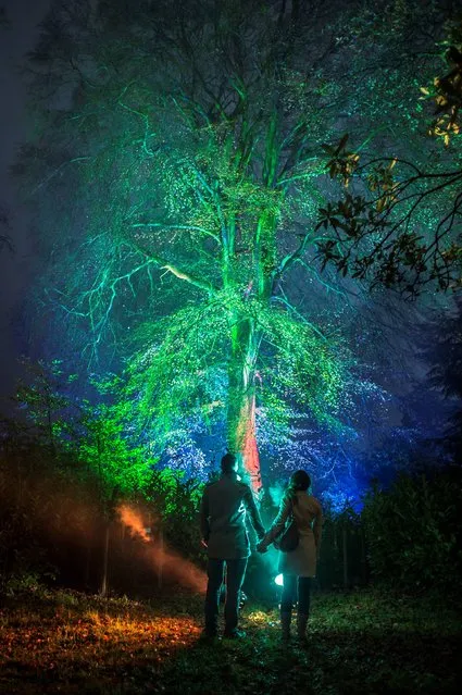 A couple walk along the Enchanted Christmas illuminated trail at Westonbirt Arboretum in Gloucestershire, UK on November 26, 2014, which opens officially on Friday November 28th. Visitors to the attraction will find a host of sound and light exhibits to interact with, including a tree that will illuminate in response to someone singing to it, a bike powered display, mirrorballs and smoke effects. (Photo by Ben Birchall/PA Wire)