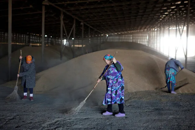 Employees work at a warehouse during sowing winter wheat in the village of Grushevskoye in Stavropol region, Russia, October 4, 2016. (Photo by Eduard Korniyenko/Reuters)