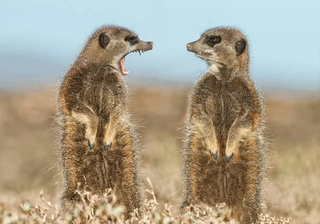Two meerkats appearing to have a dispute, Little Karoo, South Africa, May, 2015. (Photo by Brigitta Moser/Barcroft Images/Comedy Wildlife Photography Awards 2016)