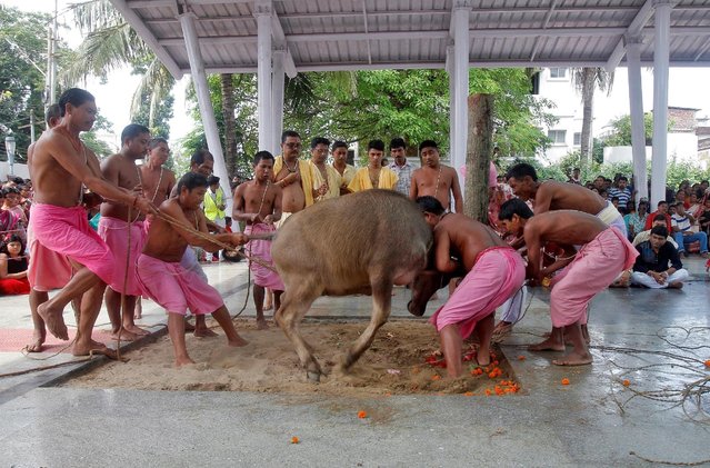 Hindu devotees prepare to sacrifice a buffalo calf as part of a ritual at a temple during the Durga Puja festival in Agartala, India, October 10, 2016. (Photo by Jayanta Dey/Reuters)