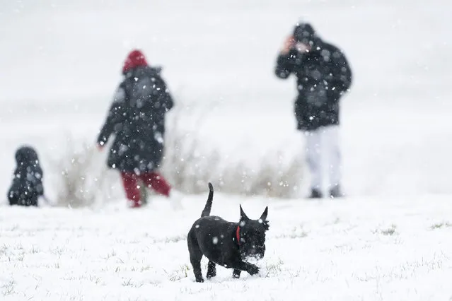 A Scottish terrier plays in the snow on the Dunstable Downs in Bedfordshire, Wednesday March 8, 2023. More sleet and snow is expected across southern England and south Wales on Wednesday while scattered snow and hail showers will impact Scotland's northern coasts as the Arctic blast intensifies. (Photo by Joe Giddens/PA Wire via AP Photo)