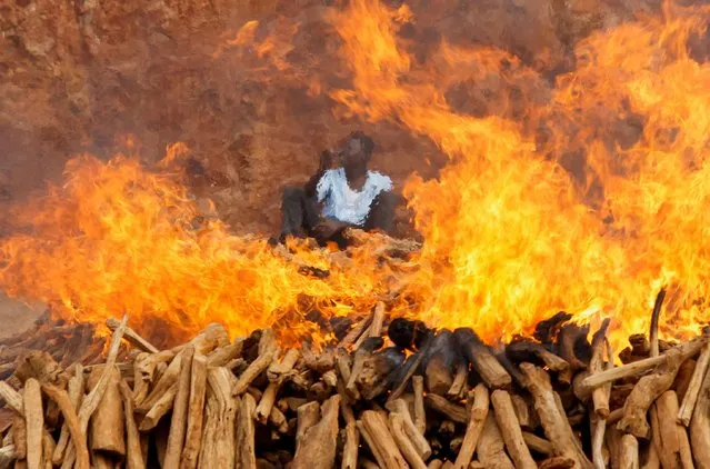A worker sits as illegally harvested sandalwood confiscated by Kenya's multiagency security teams is set ablaze to curb the trade in their essential oil, which is extracted to manufacture medicines and cosmetics at the Directorate of Criminal Investigations (DCI) offices along Kiambu road in Nairobi, Kenya on February 28, 2023. (Photo by Monicah Mwangi/Reuters)