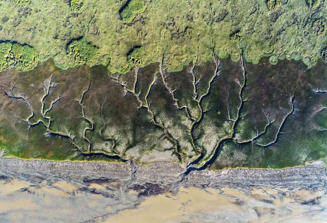 An aerial drone photo taken on October 11, 2025 shows a view of the tidal flat after the tidal bore of Qiantang River receded, in Haining City, east China's Zhejiang Province. The Qiantang River tidal bore, famous for its height and speed, is a traditional tourist attraction in Zhejiang Province. Every year, soaring waves crash along the banks of the river, near the city of Haining. After the ebb of the tide, different tree-shaped patterns appear on the tidal flat. (Photo by Xinhua News Agency/Rex Features/Shutterstock)