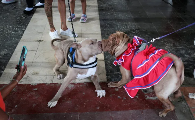 Dogs play during a mass in honor of Saint Lazarus, considered the saint of dogs, at the Magdalena church in the indigenous community of Monimbo in Masaya, Nicaragua, on March 26, 2023. (Photo by Oswaldo Rivas/AFP Photo)