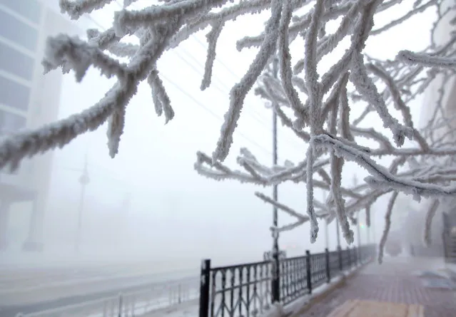Trees covered in snow in freezing conditions of minus 43 degrees Celsius in the city of Yakutsk, Sakha (Yakutia), Russia on December 13, 2020. It is the largest city located in continuous permafrost. With soil surface temperatures below −5 C, many of the houses have to be built on concrete piles. (Photo by Yevgeny Sofroneyev/TASS)
