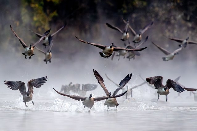 Canada geese take to flight during dense fog in the early morning hours at the Oxbow Nature Conservancy in Lawrenceburg, Indiana, on November 6, 2025. (Photo by Jason Whitman/NurPhoto/Rex Features/Shutterstock)