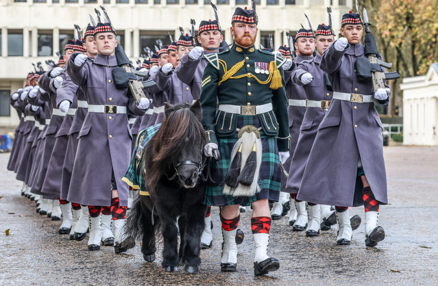 Pony Major Corporal Rory Stewart marches with the Shetland pony “Corporal Cruachan IV” and other soldiers from the Royal Regiment of Scotland in London on November 27, 2025. (Photo by Richard Pohle/Times Media Ltd)