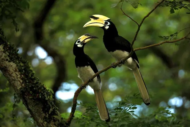 A pair of Oriental Pied Hornbills is seen in a park near a forest cleared to make way for the construction of a public housing estate in Singapore on January 6, 2021. (Photo by Edgar Su/Reuters)