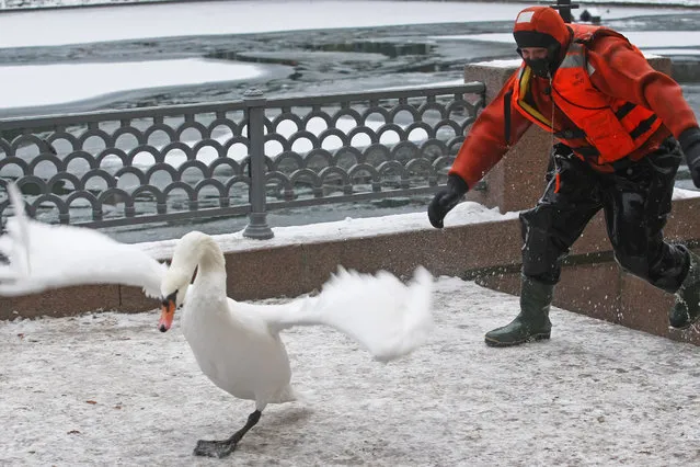 An employee of the Russian Emergency Situations Ministry rescues swans from the frozen Patriarch Ponds in central Moscow, Russia on November 2, 2016. (Photo by Maxim Grigoryev/TASS)