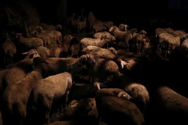 Sheep spend the night inside a cheese and wool making farm belonging to Giulio Petronio, on the outskirts of the town of Castel del Monte, in the province of L'Aquila in Abruzzo, inside the national park of the Gran Sasso e Monti della Laga, Italy, September 13, 2016. (Photo by Siegfried Modola/Reuters)