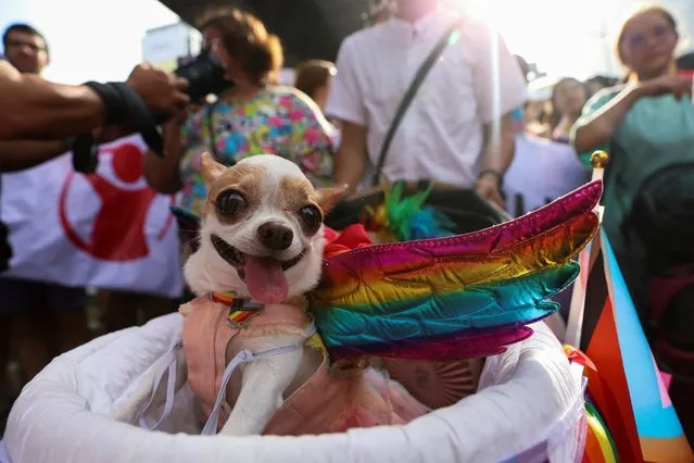 A dog wears rainbow wings during the annual LGBTQ Pride parade in Bangkok, Thailand on June 4, 2023. (Photo by Athit Perawongmetha/Reuters)