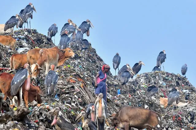 A rag picker looks for recyclable materials next to cows and greater adjutant storks at a disposal site in Guwahati on June 4, 2023. (Photo by Biju Boro/AFP Photo)