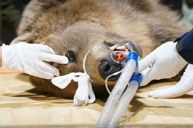 Boki, a two-year-old brown bear is prepared ahead of surgery by specialist wildlife veterinary surgeon, Romain Pizzi at the Wildwood Trust in Kent on Wednesday, October 9, 2024. The surgery to drain fluid from the brain of Boki is first time an operation of this kind has been carried out in the UK. An MRI scan earlier this year on Boki, who had been suffering from seizures and related health issues, revealed he has hydrocephalus (fluid on the brain). (Photo by Gareth Fuller/PA Images via Getty Images)