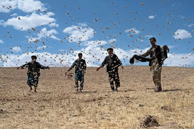 In this photograph taken on June 4, 2023, farmers walk amidst a locusts swarm near a wheat field at Kandali area in Sholgara district, Balkh province. (Photo by Wakil Kohsar/AFP Photo)
