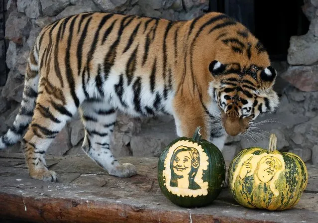 Yunona, a four-year-old female Amur tiger, stands near pumpkins with faces of U.S. presidential nominees Hillary Clinton and Donald Trump as it predicts the result of U.S. presidential election at the Royev Ruchey zoo in Krasnoyarsk, Siberia, Russia, November 7, 2016. (Photo by Ilya Naymushin/Reuters)