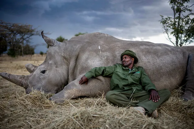 Zacharia Kipkirui, one of the primary rhino caretakers at Kenya’s Ol Pejeta Conservancy, with Najin, a female northern white rhino in Nanyuki, Kenya in April 2019. (Photo by Justin Mott/Media Drum Images)