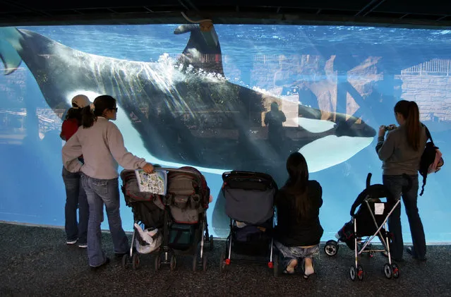 In this November 30, 2006, file photo, people watch through glass as a killer whale swims by in a display tank at SeaWorld in San Diego. SeaWorld filed a lawsuit Tuesday, December 29, 2015, challenging a California commission's ruling that bans the company from breeding captive killer whales at its San Diego park. (Photo by Chris Park/AP Photo)