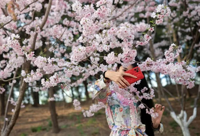 A woman takes a photo amid blooming trees during cherry blossom season in Yuyuantan Park in Beijing, China, March 31, 2021. (Photo by Thomas Peter/Reuters)