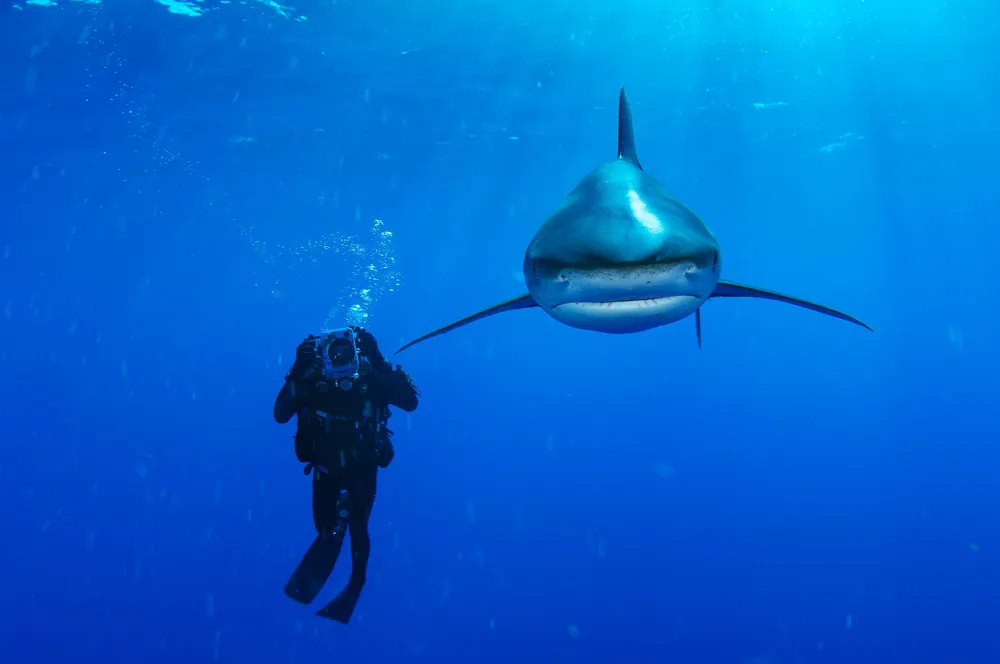 Life Under the Ocean Waves by Photographer Brian Skerry