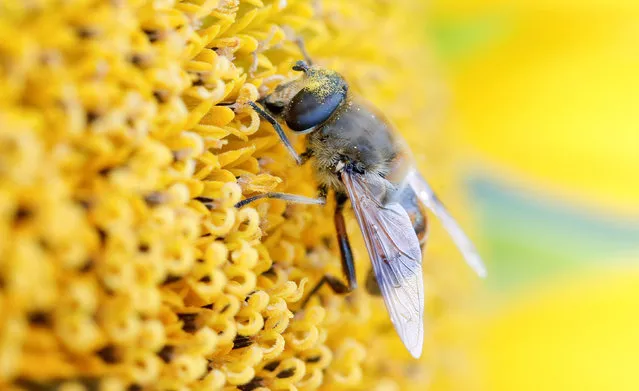 A bee collects nectar from a sunflower on a field near Schneisingen, Switzerland July 4, 2018. (Photo by Arnd Wiegmann/Reuters)