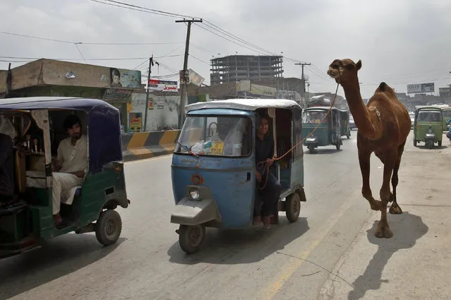 A Pakistani customer in a tuk-tuk leads a camel he bought for the upcoming Muslim Eid al-Adha holiday, in Peshawar, Pakistan, Wednesday, August 15, 2018. Eid al-Adha, or Feast of Sacrifice, Islam's most important holiday marks the willingness of the Prophet Ibrahim (Abraham to Christians and Jews) to sacrifice his son. (Photo by Muhammad Sajjad/AP Photo)