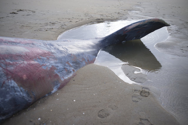 The tail of a dead sperm whale is seen on a beach on Texel Island, The Netherlands, January 13, 2016. (Photo by Cris Toala Olivares/Reuters)