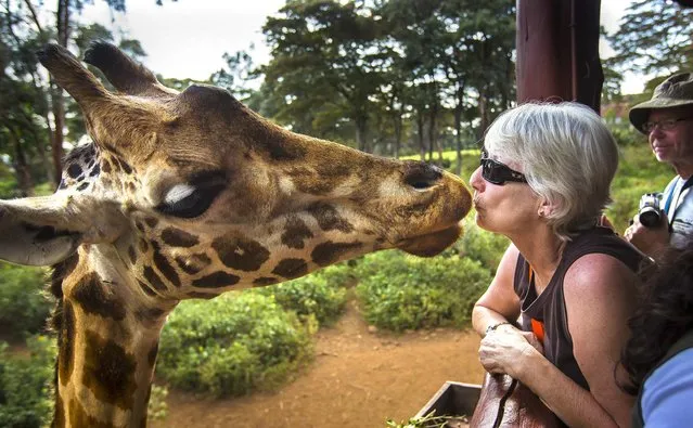 A giraffe eats a food pellet from the mouth of a foreign visitor at the Giraffe Center in Nairobi, Kenya, on September 30, 2013. (Photo by Ben Curtis/Associated Press)