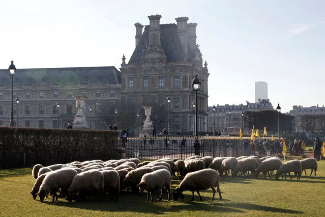 Sheep are gathered at the Tuileries garden near the Louvre Museum in Paris during a demonstration of shepherds against the protection of wolves in France, December 14, 2016. (Photo by Gonzalo Fuentes/Reuters)