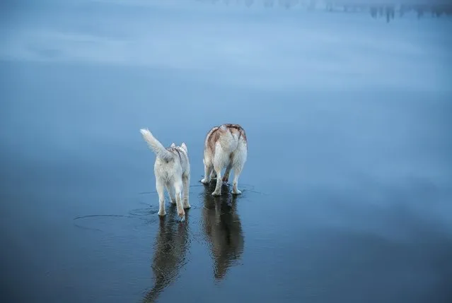 Husky dogs walks on water in Northern Russia, January 2015. The miraculous images were taken after heavy rainfall landed on a frozen lake. The rare phenomenon was captured by the dog's owner Fox Grom. (Photo by Fox Grom/Visual Press Agency)
