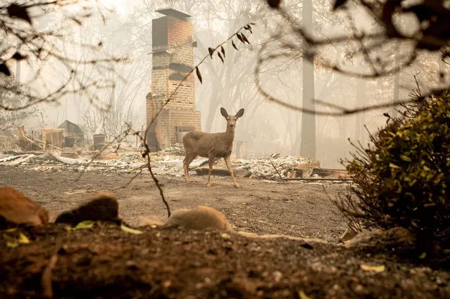 A deer looks on from a burned residence after the Camp fire tore through the area in Paradise, California on November 10, 2018. The death toll from the most destructive fire to hit California rose to 23 on November 10 as rescue workers recovered more bodies of people killed by the devastating blaze. Ten of the bodies were found in the town of Paradise while four were discovered in the Concow area, both in Butte County. (Photo by Josh Edelson/AFP Photo)