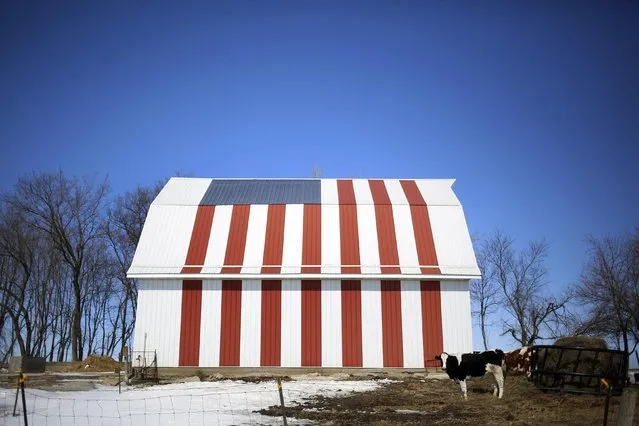 A cow stands in front of barn painted with a U.S. flag in Homestead, Iowa, March 7, 2015. (Photo by Jim Young/Reuters)