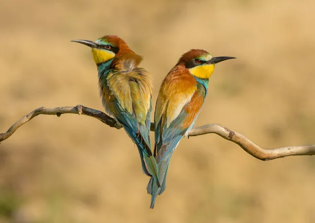 This pair of European bee-eaters were sitting on a tree branch in a national park in Hungary. It was springtime, the nesting season was in full flow but these two birds faced in opposite directions looking as if they’d had an argument. (Photo by Julia Wainwright/The Guardian)