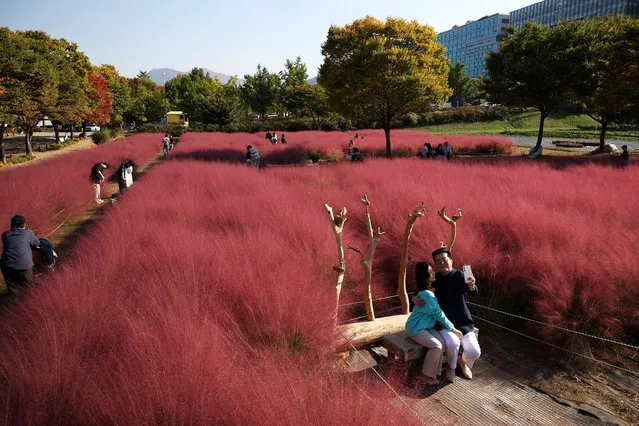 People enjoy time in a pink muhly grass field at a park in Hanam, South Korea on October 16, 2023. (Photo by Kim Hong-Ji/Reuters)