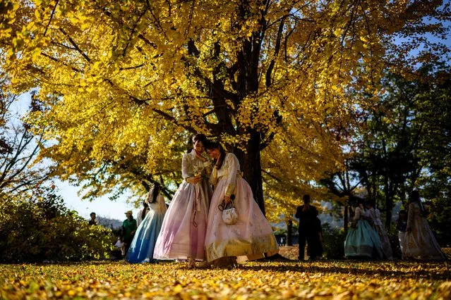 Women wearing traditional Hanbok dresses pose for a selfie under a gingko tree with autumnal foliage in the Gyeongbokgung Palace grounds in Seoul on November 2, 2023. Built in 1395, the Gyeongbokgung Palace was the largest of the five grand palaces built by the Joseon dynasty, the last dynastic kingdom of Korea. (Photo by Anthony Wallace/AFP Photo)