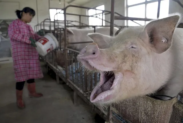 A farmer feeds water to pigs at an enclosure in a pig farm in Liaocheng, Shandong province April 9, 2015. (Photo by Reuters/Stringer)