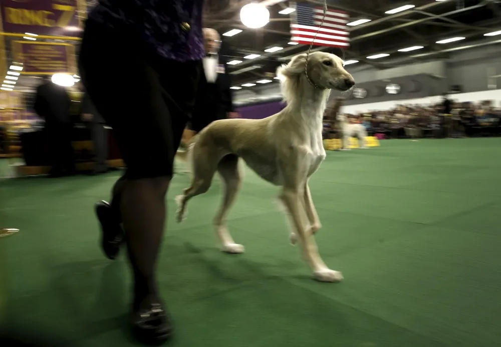 2016 Westminster Kennel Club Dog Show