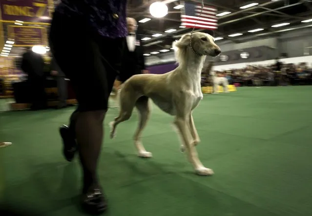A Saluki is run in the ring during judging in the Hound group at the 2016 Westminster Kennel Club Dog Show in the Manhattan borough of New York City, February 15, 2016. (Photo by Mike Segar/Reuters)