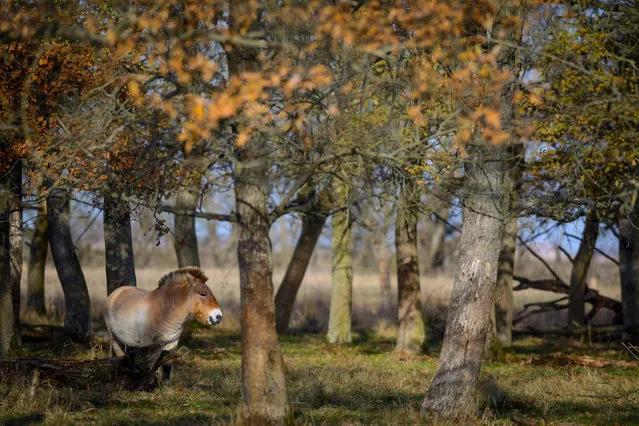 A Przewalski's horse looks on in Hortobagy National Park near the munincipality of Hortobagy, 184 kms east of Budapest, Hungary, 19 November 2016. A group of fifteen horses reared onsite are relocated to Russia's Orenburg Reserves as part of the European Endangered Species Programme to boost their population of this rare and endangered subspecies of wild horse. Once feared extinct, the Przewalski's horse or Dzungarian horse is native to the steppes of Central Asia. (Photo by Zsolt Czegledi/EPA)