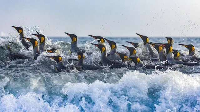 Thousands of penguins surf through the cold Atlantic waves in November 2023.  The king penguins were heading out to sea to fish and clean themselves. Photo by Brian Matthews/Solent News)