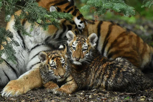 Amur Tiger cubs born in Dublin Zoo, the largest big cat in the world, are seen publicly for the first time in Dublin, Ireland, January 26, 2019. (Photo by Clodagh Kilcoyne/Reuters)