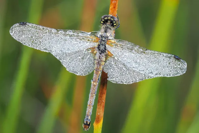 A black darter dragonfly drenched in dew at dawn on the Long Mynd, Shropshire, the UK in September 2023. (Photo by Andrew Fusek Peters/South West News Service)