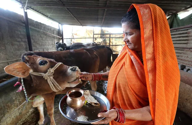An Indian woman feeds cows in the morning in a Gaushala, or cow shelter, in Bhopal, Madhya Pradesh, India, 06 February 2019. In Hinduism, cows are considered holy animals that are treated as a mother, and their care is an emotional issue in India. According to news reports three people were arrested for cow slaughter in communal area in Madhya Pradesh and booked under the national security act (NSA) that allows security agencies preventive detention for a longer period. (Photo by Sanjeev Gupta/EPA/EFE)