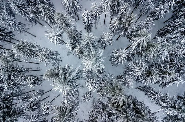 Snow covered fir trees are pictured in a forest of the Taunus region near Frankfurt, Germany, Wednesday, November 29, 2023. (Photo by Michael Probst/AP Photo)